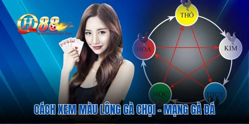 Cách xem màu lông gà chọi - mạng gà đá