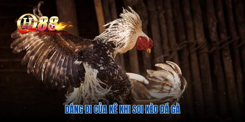 Dáng đi của kê khi soi kèo đá gà