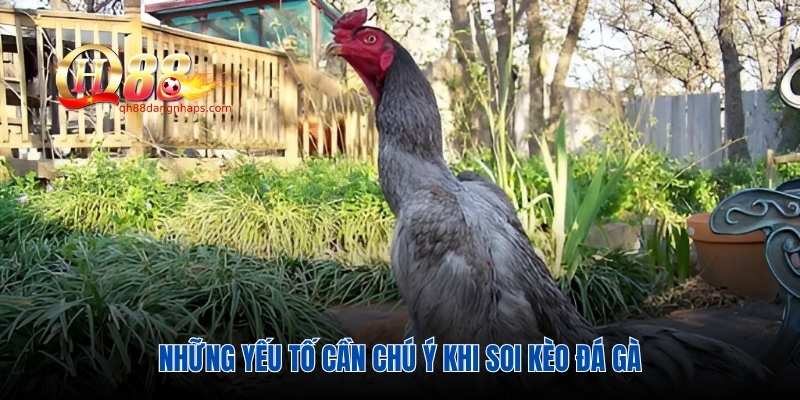 Những yếu tố cần chú ý khi soi kèo đá gà