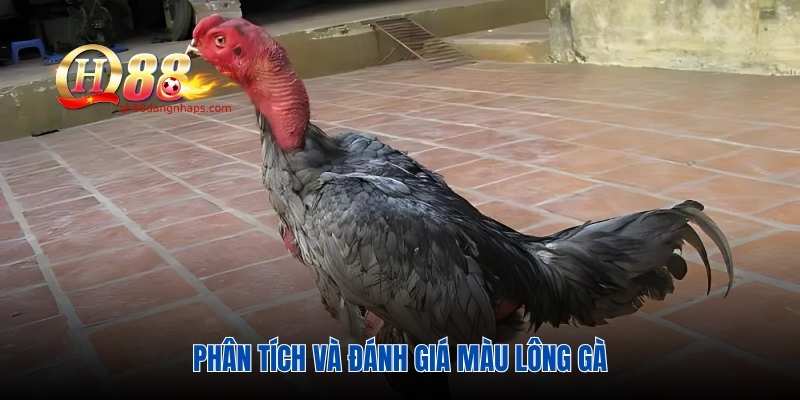 Phân tích và đánh giá màu lông gà