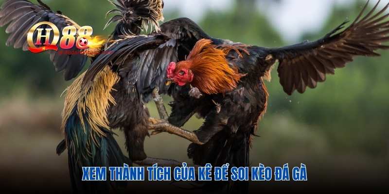 Xem thành tích của kê để soi kèo đá gà
