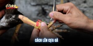 cach-len-cua-ga