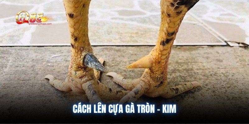 Cách lên cựa gà tròn - kim