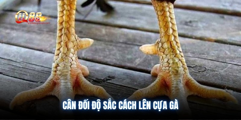 Cân đối độ sắc cách lên cựa gà