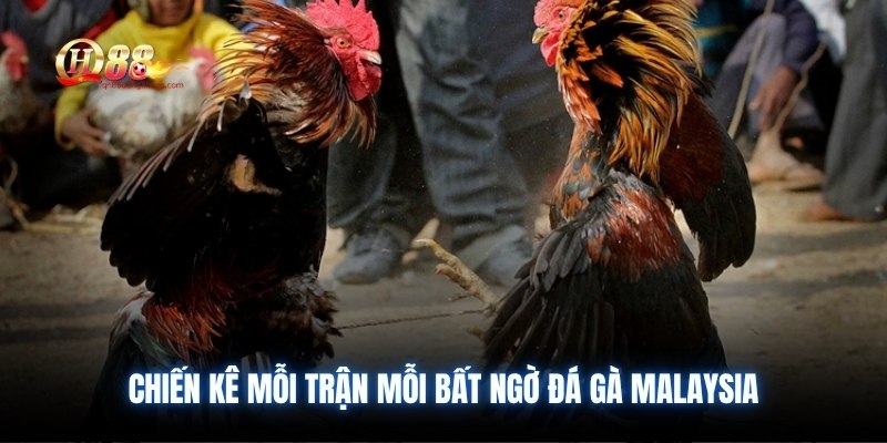 Chiến kê mỗi trận mỗi bất ngờ đá gà Malaysia