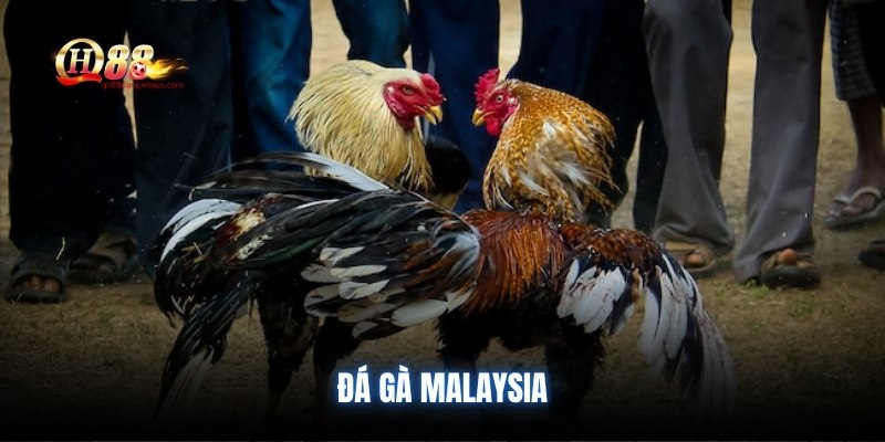 da-ga-malaysia