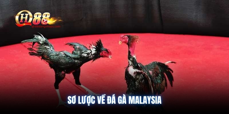 Sơ lược về đá gà Malaysia
