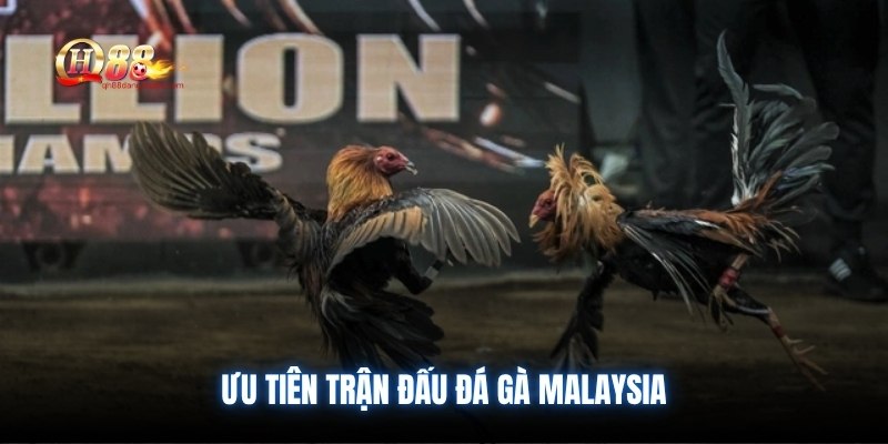 Ưu tiên trận đấu đá gà Malaysia