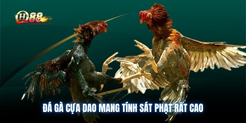 Đá gà cựa dao mang tính sát phạt rất cao