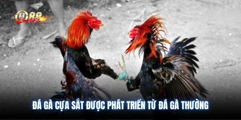 Đá gà cựa sắt được phát triển từ đá gà thường