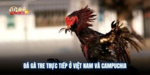 da-ga-tre-truc-tiep-o-viet-nam-va-campuchia