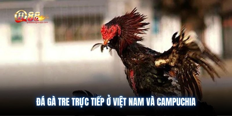 da-ga-tre-truc-tiep-o-viet-nam-va-campuchia