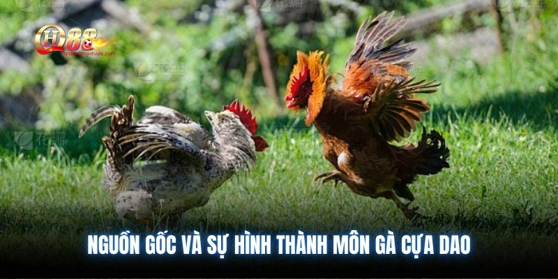 Nguồn gốc và sự hình thành môn gà cựa dao