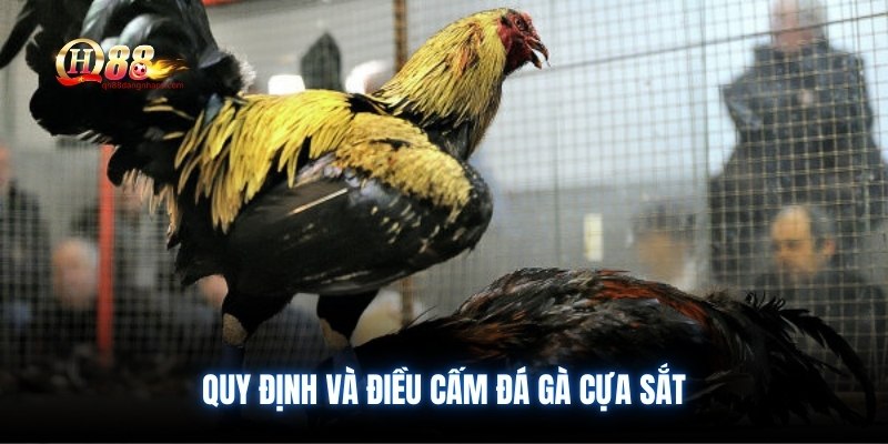 Quy định và điều cấm đá gà cựa sắt