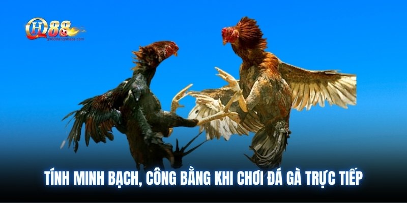Tính minh bạch, công bằng khi chơi đá gà trực tiếp